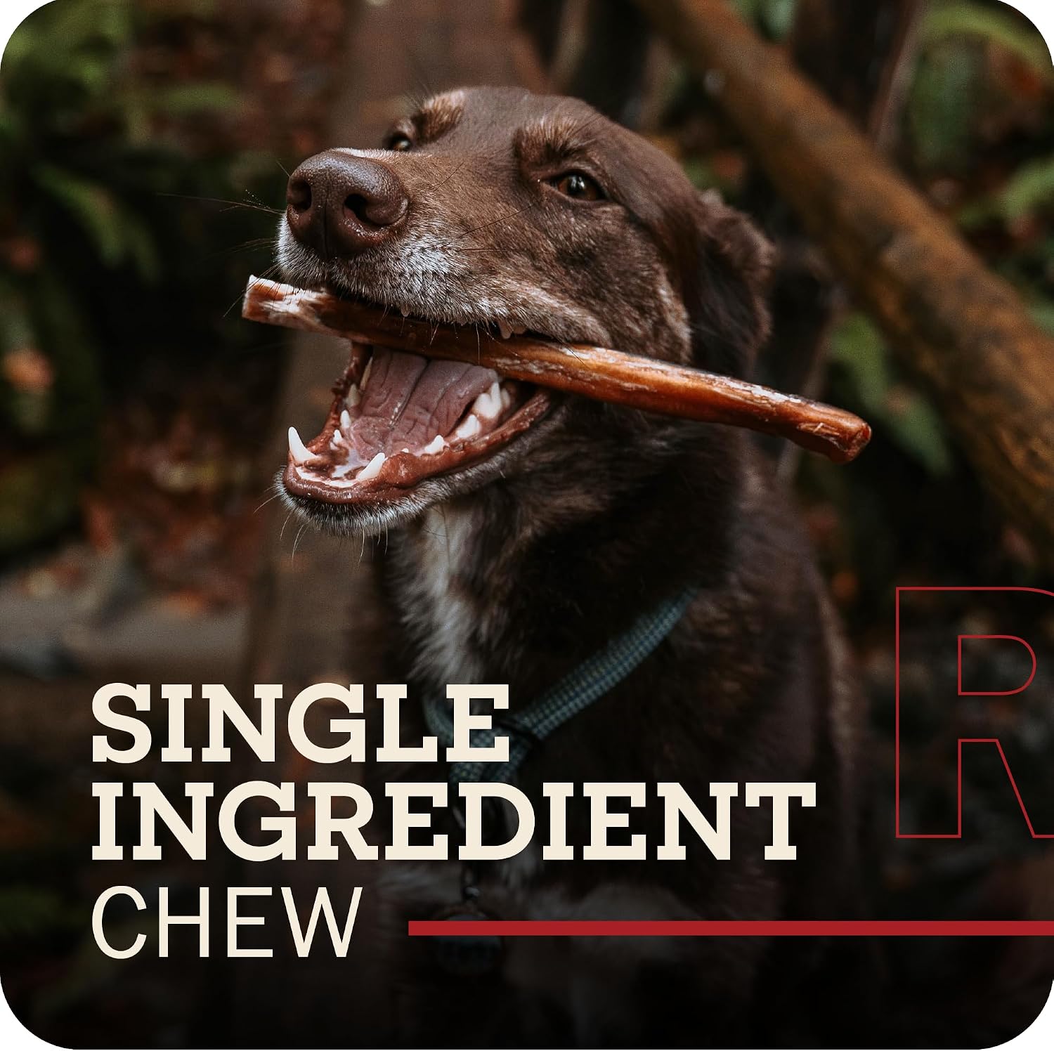 Redbarn twelve inch braided bully sticks for large dogs single ingredient beef treats.