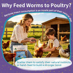 2LB Dried Mealworms for Chickens - 52% Protein for Growth - Image 6