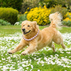 KYNOX brand imported pet jewelry packaging view highlighting authentic premium USA quality materials.
