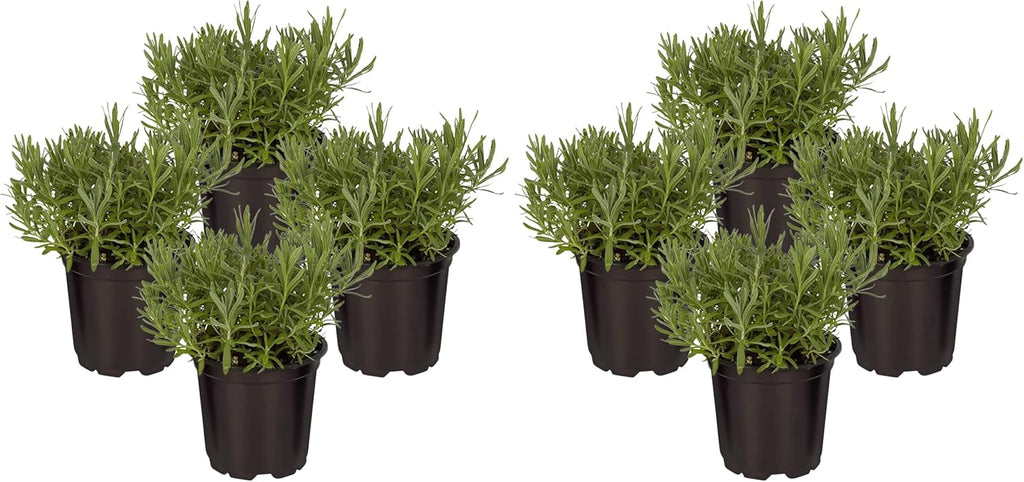 Live Herb - Catnip (Nepeta) (4 Per Pack), Aromatic and Cat Enrichment, Helps Reduce Cat Stress and Anxiety, 8" Tall by 4" Wide in 1 Pint Pot - Image 11