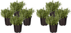 Live Herb - Catnip (Nepeta) (4 Per Pack), Aromatic and Cat Enrichment, Helps Reduce Cat Stress and Anxiety, 8" Tall by 4" Wide in 1 Pint Pot - Image 11