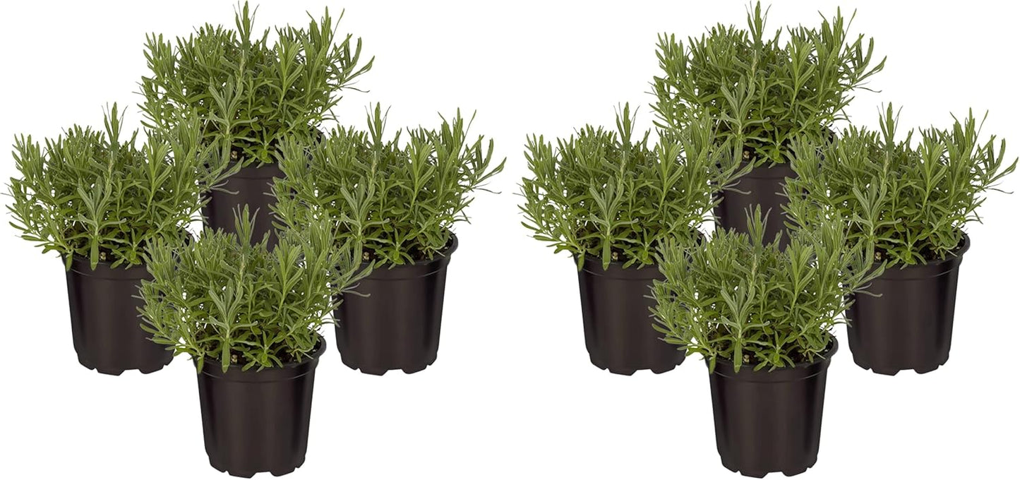 Live Herb - Catnip (Nepeta) (4 Per Pack), Aromatic and Cat Enrichment, Helps Reduce Cat Stress and Anxiety, 8" Tall by 4" Wide in 1 Pint Pot - Image 11