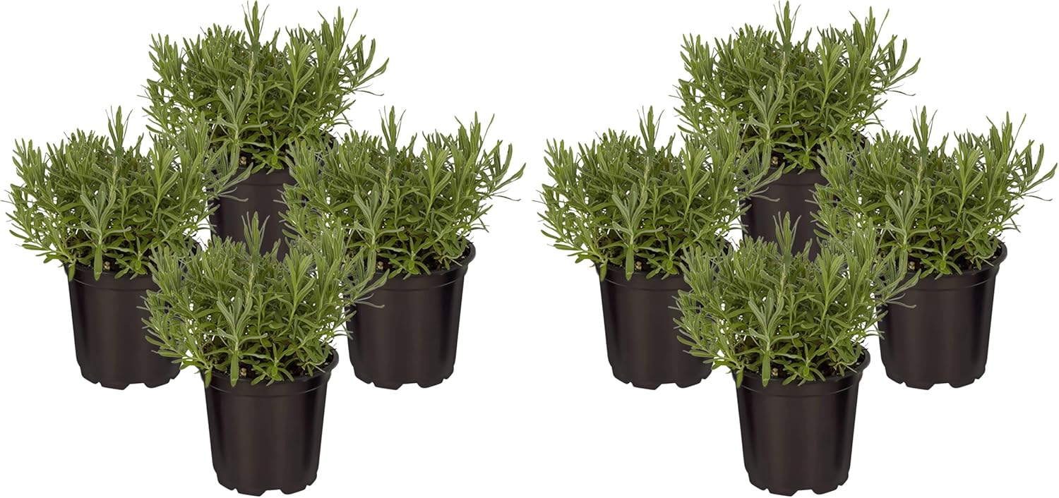 Live Herb - Catnip (Nepeta) (4 Per Pack), Aromatic and Cat Enrichment, Helps Reduce Cat Stress and Anxiety, 8" Tall by 4" Wide in 1 Pint Pot - Image 11