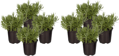 Live Herb - Catnip (Nepeta) (4 Per Pack), Aromatic and Cat Enrichment, Helps Reduce Cat Stress and Anxiety, 8" Tall by 4" Wide in 1 Pint Pot - Image 11
