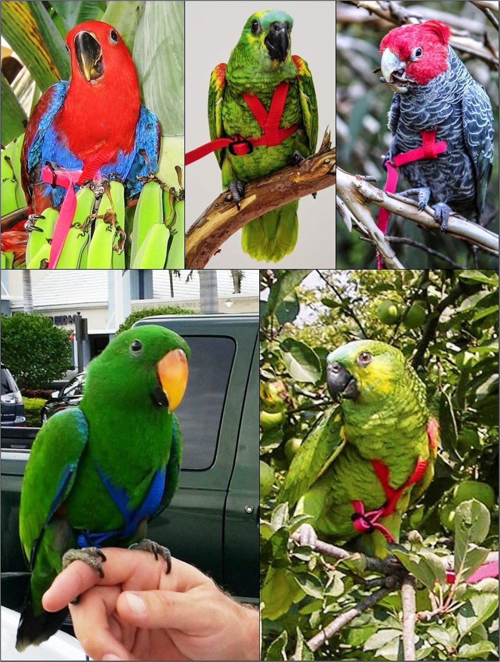 The Aviator pet bird harness side angle