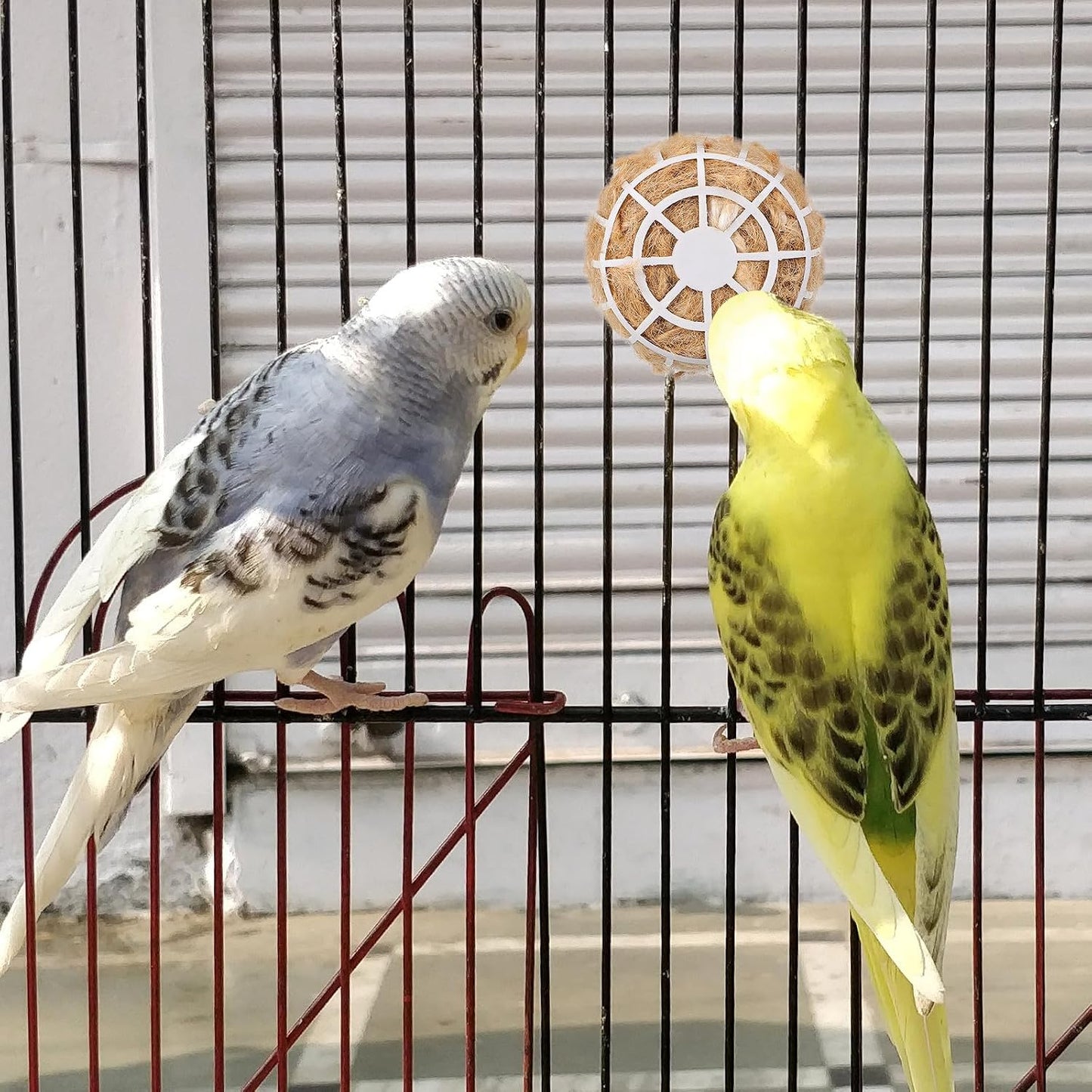 Small bird inside cage with nesting material
