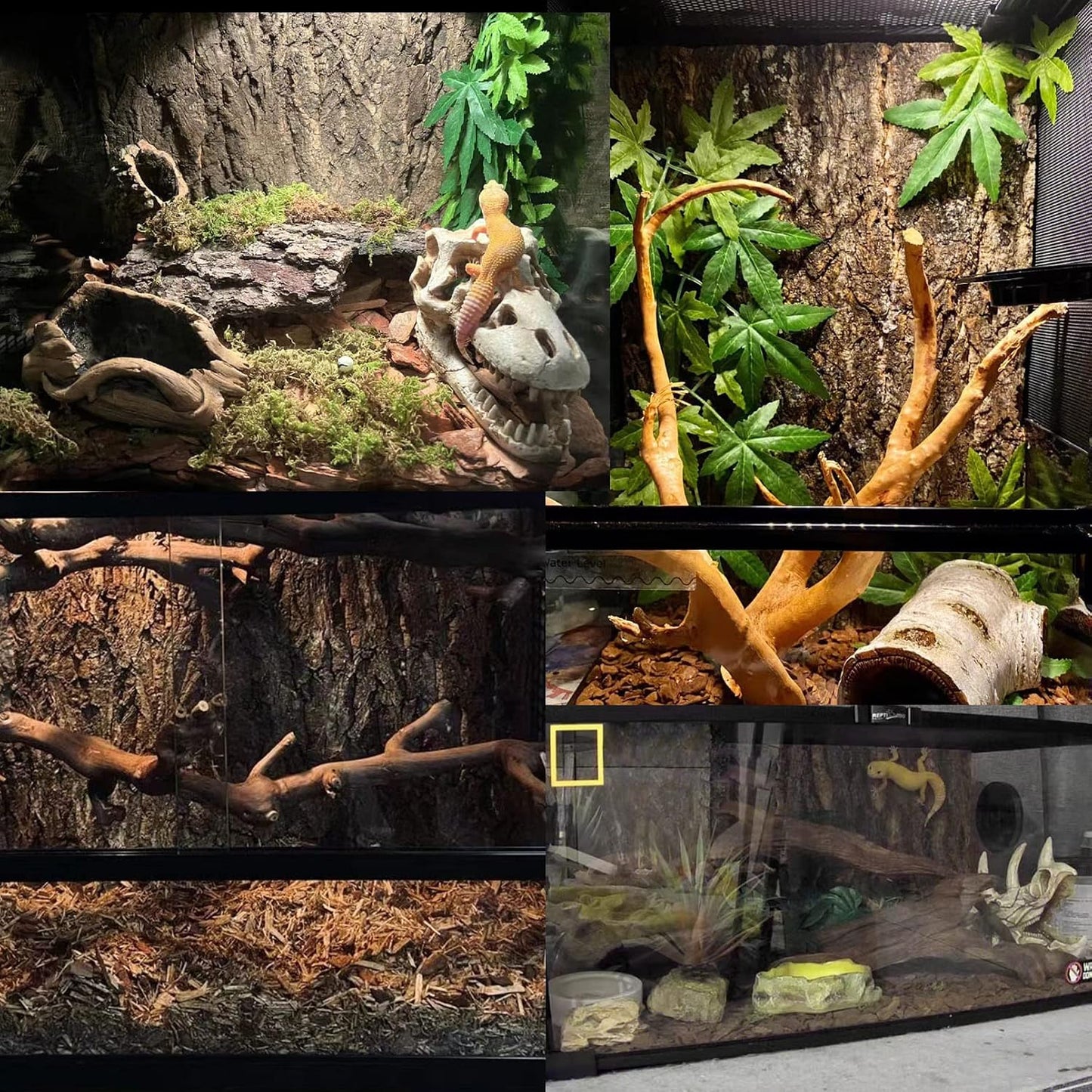 Premium USA imported Tfwadmx cork terrarium background packaging for Indian reptile hobbyists.