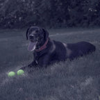 Chew King natural rubber dog ball glowing in dark