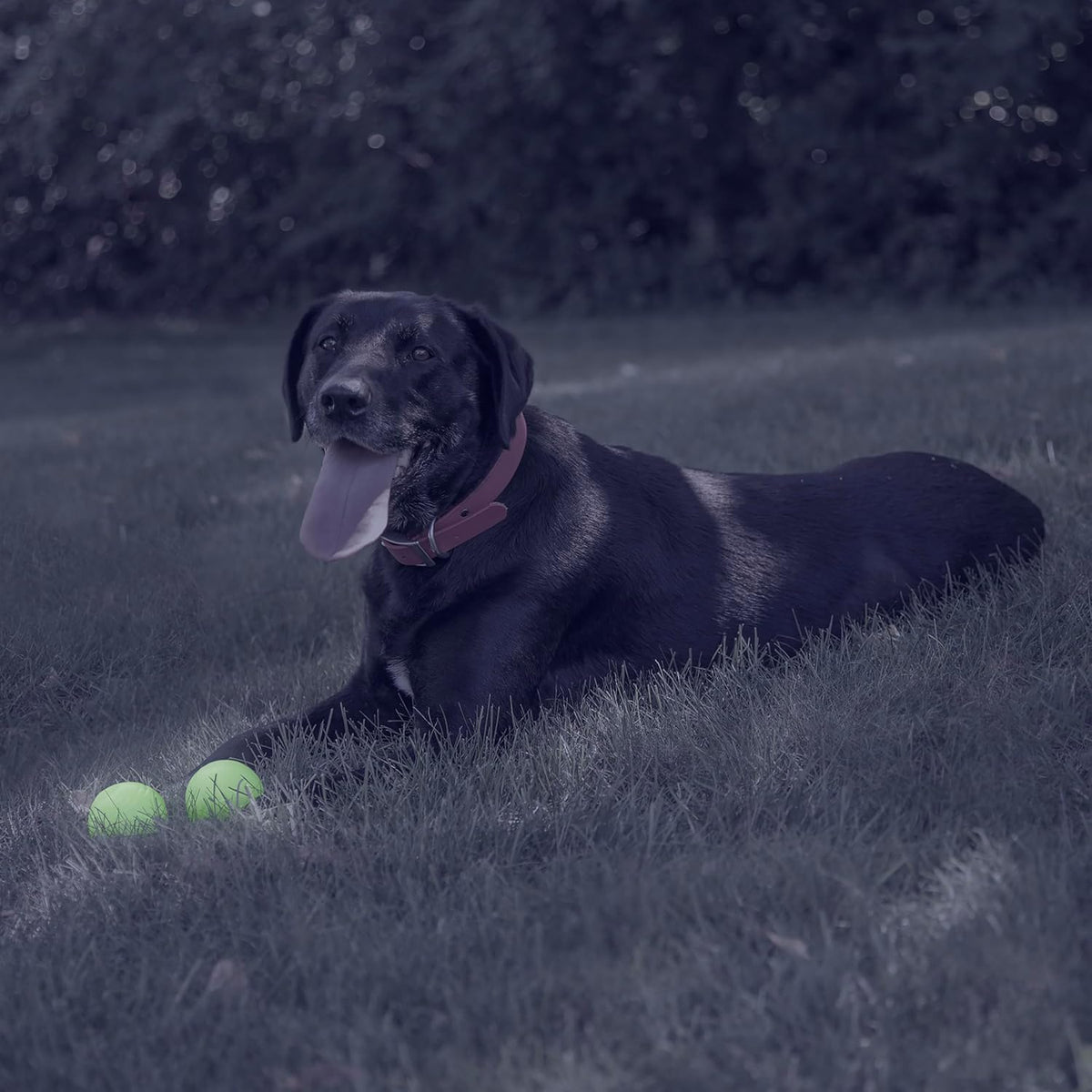 Chew King natural rubber dog ball glowing in dark