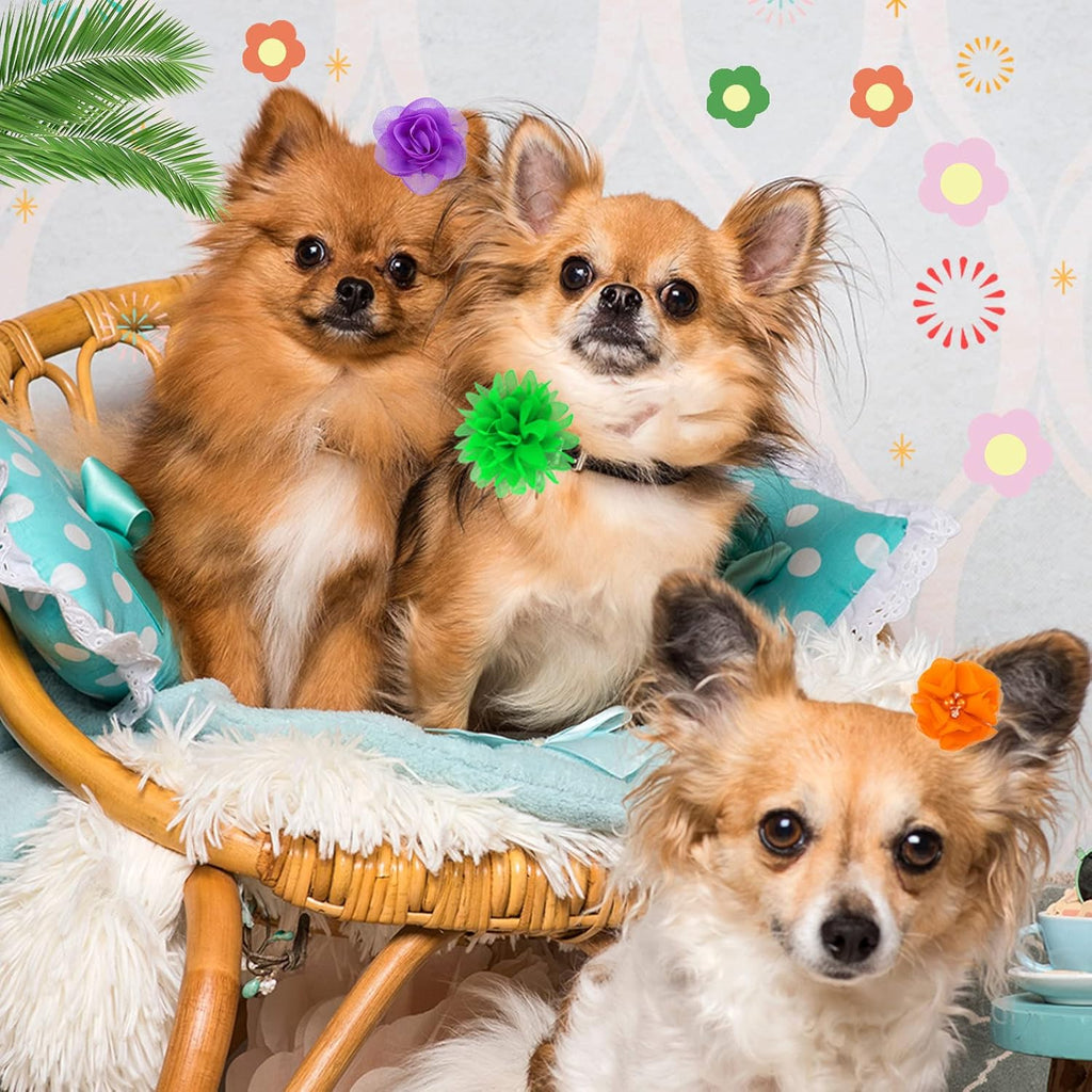 Saintrygo cute colors puppy cat collar blossom accessories collection display