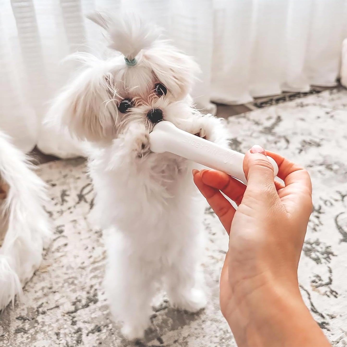 Nylabone puppy teething bone blue soft texture