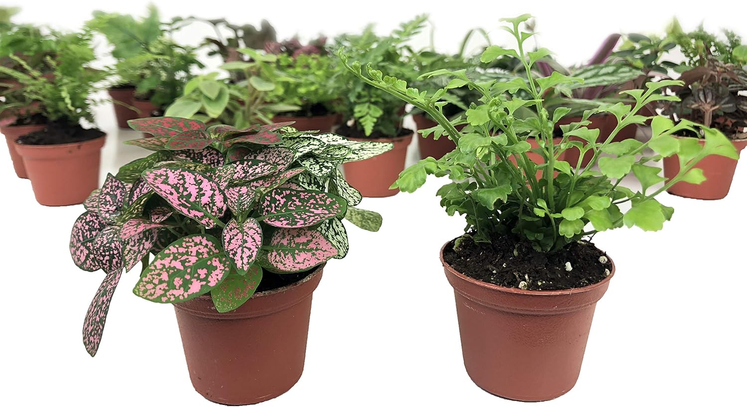 Optiflora Mini Terrarium Plants set in 2 inch pots front view.