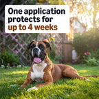 Amazon Basics monthly spot on pest treatment application instructions guide