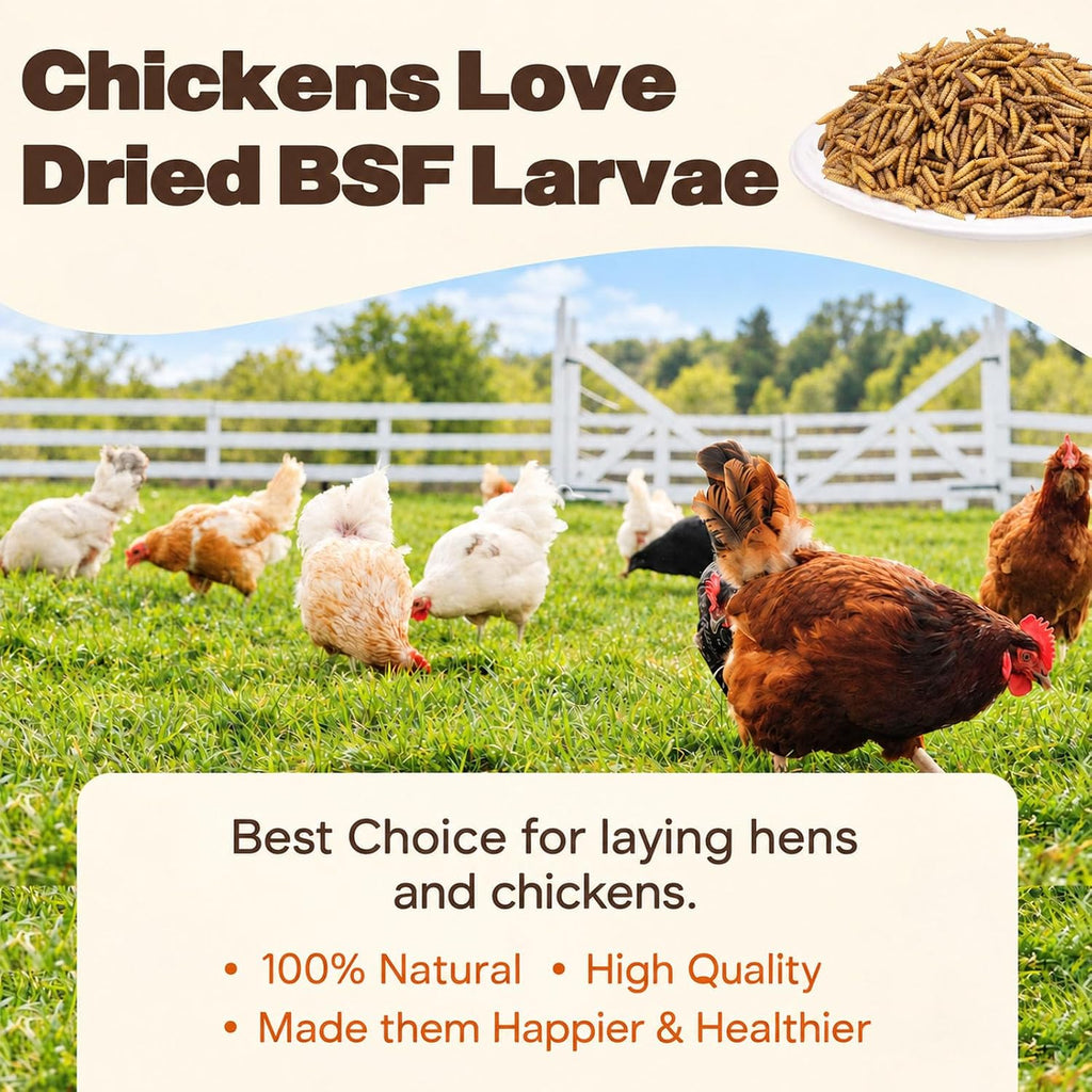 5LB Dried Black Soldier Fly Larvae for Chickens, Reptiles & Birds - Image 5