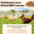 5LB Dried Black Soldier Fly Larvae for Chickens, Reptiles & Birds - Image 5