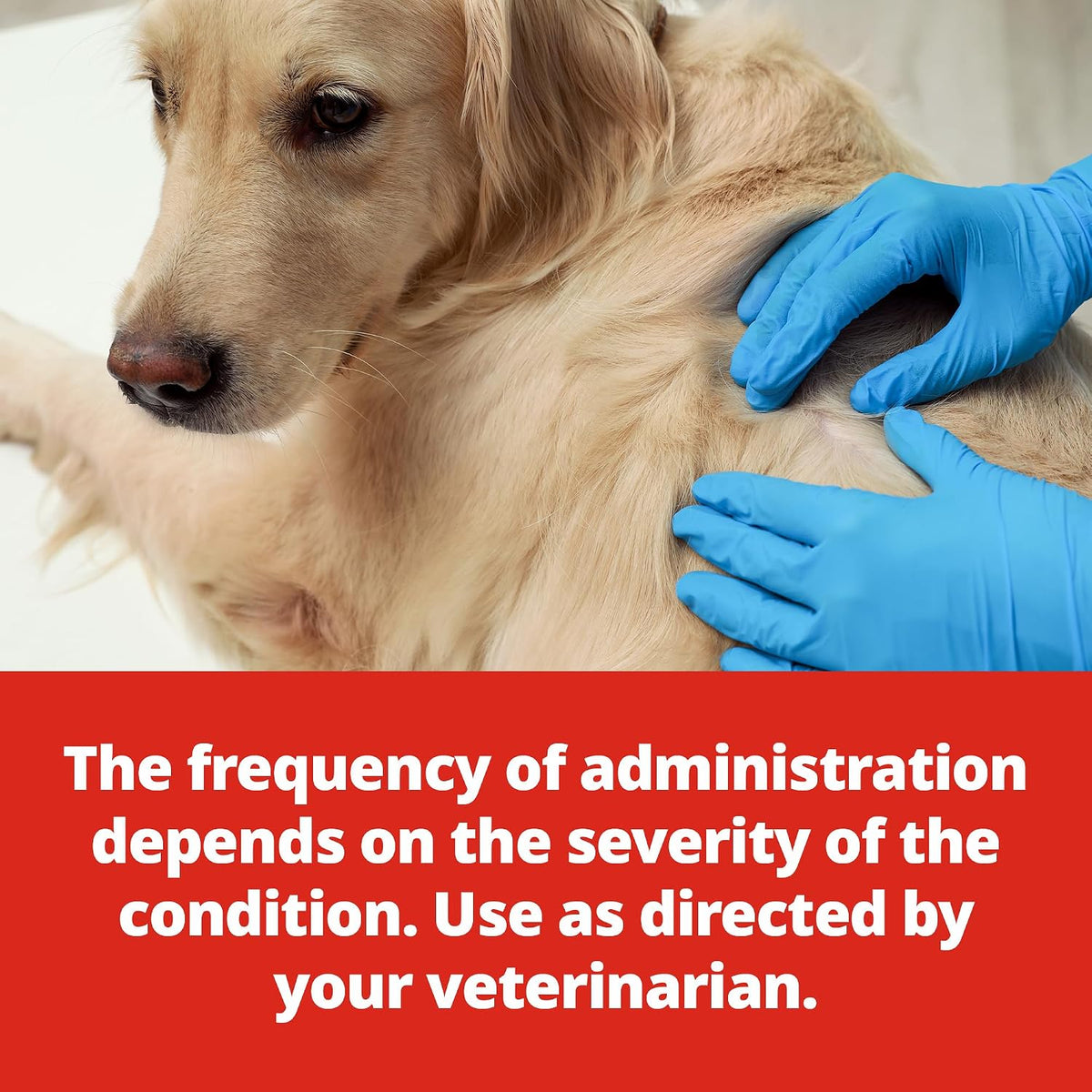 Veterinary prescribed Animax ointment for cats