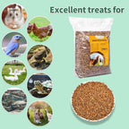Wild birds enjoying natural protein treats in outdoor feeder