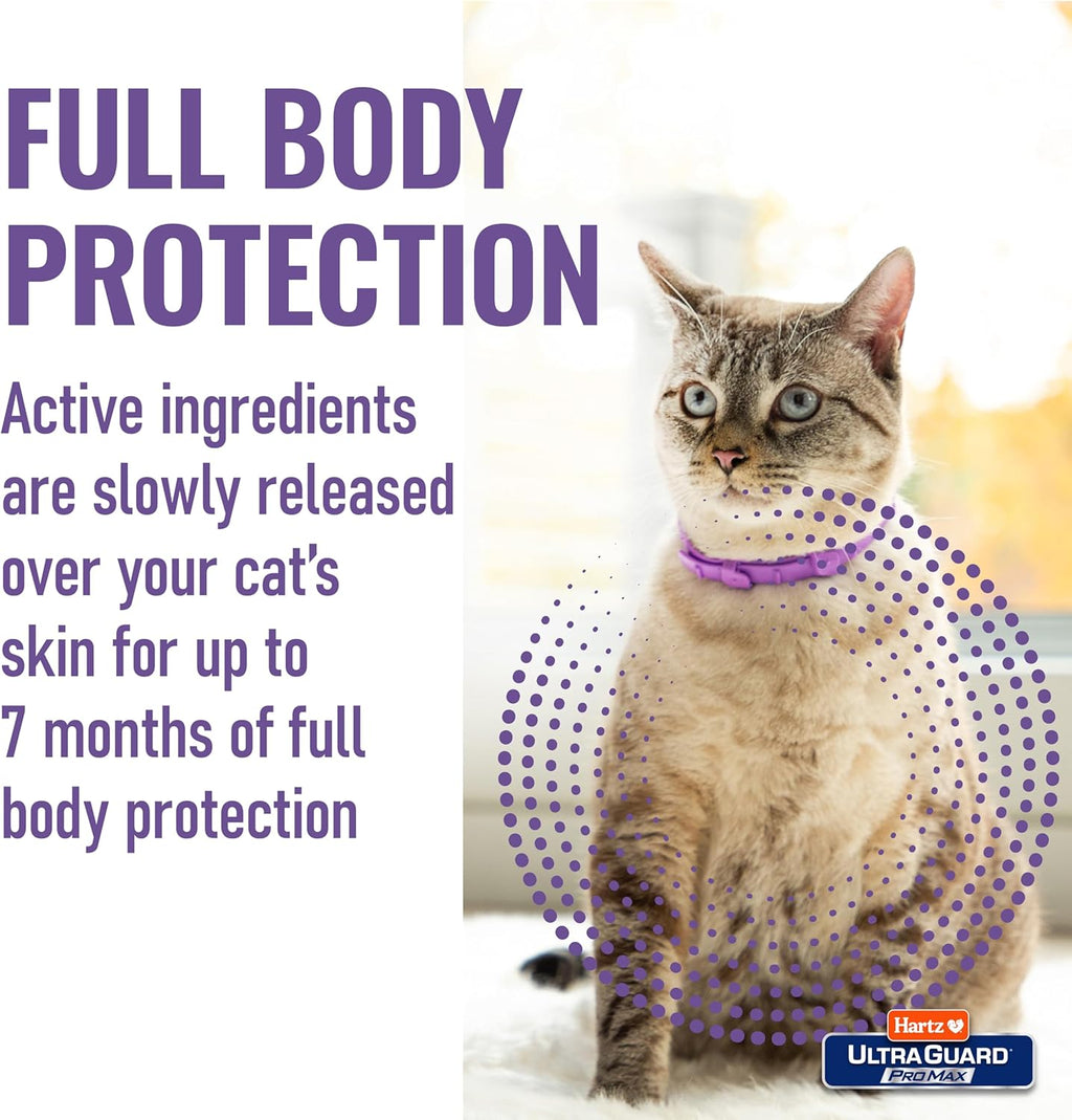 Hartz flea collar for kittens and cats displayed on a table