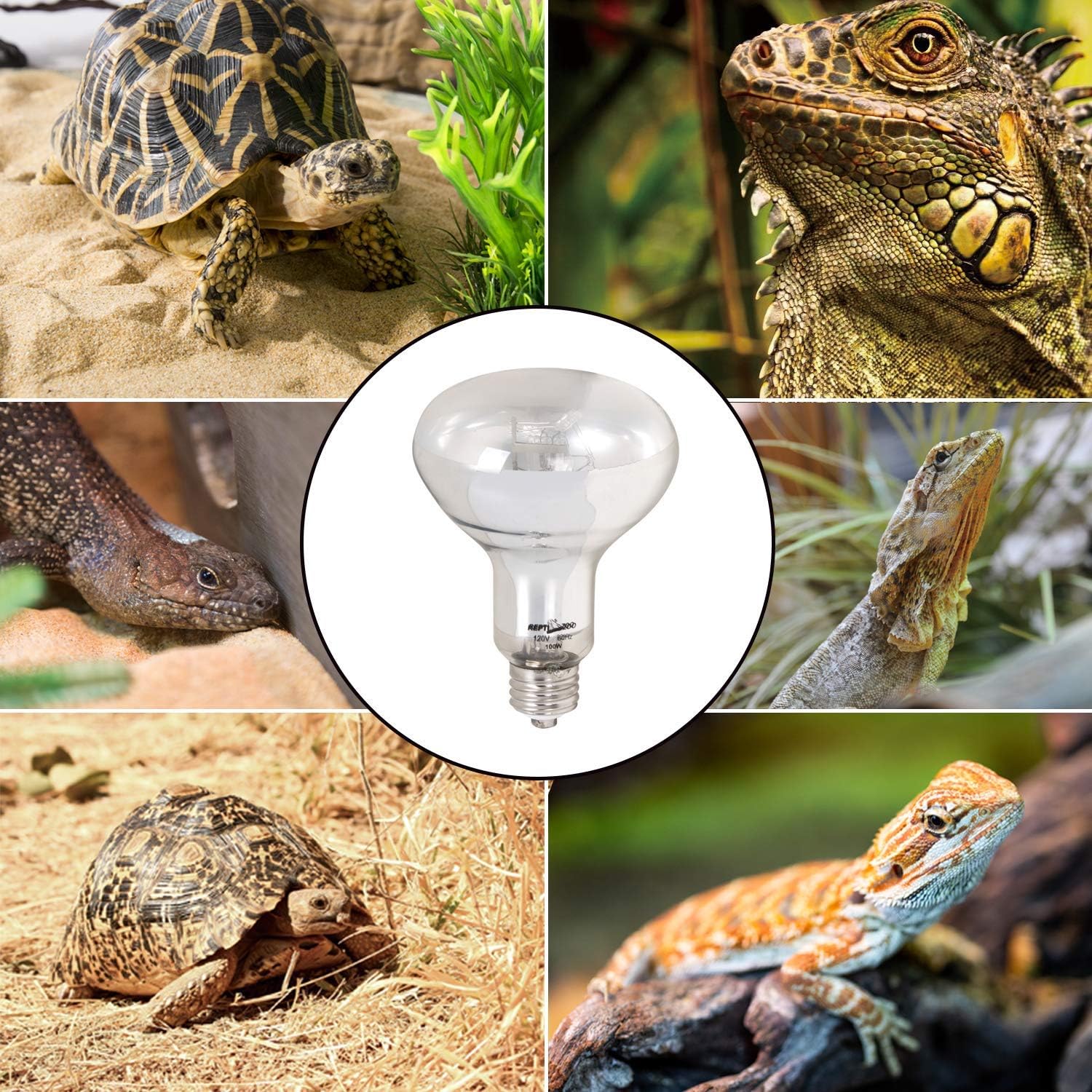 REPTI ZOO full spectrum solar lamp illuminating a turtle terrarium