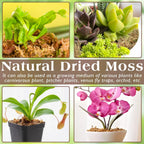 Premium sun dried sphagnum moss close up texture details