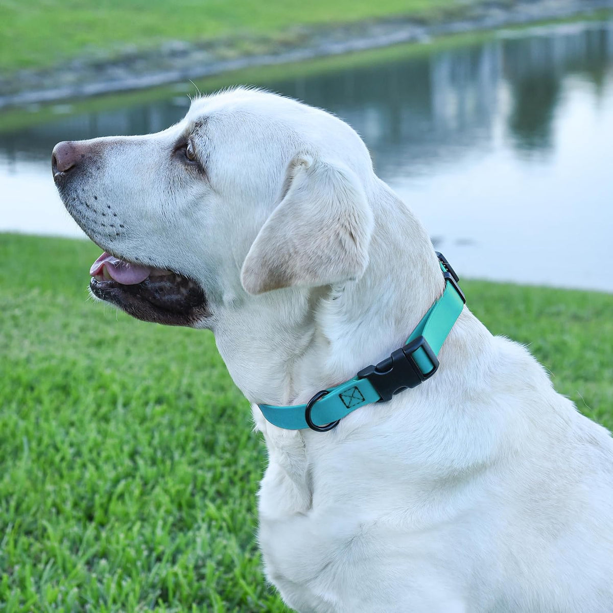 Dogline sky blue adjustable collar showing full length sizing options