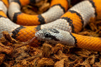 ReptiChip reptile bedding packaging showing product details