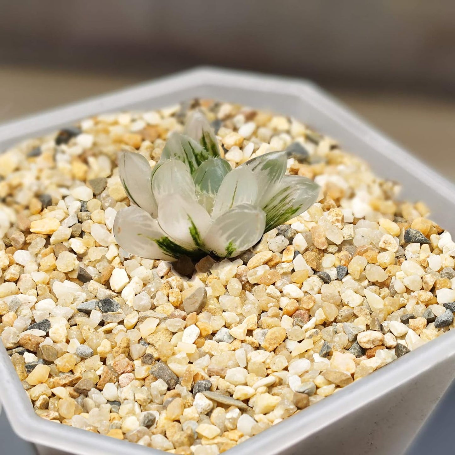 Tiny colored pebbles used as a decorative layer in a glass miniature terrarium project