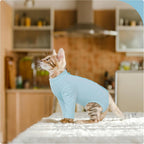 Cat in blue recovery suit playing comfortably indoors