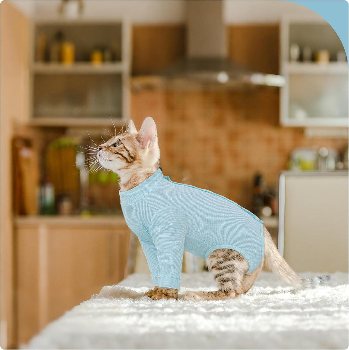 Cat in blue recovery suit playing comfortably indoors