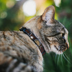 Buckle-Down Star Wars cat collar with bell showing plastic clip closure