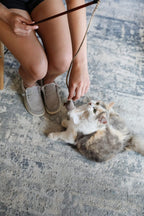 Our Pets Play-N-Squeak cat toy dangling plush mouse and dynamic feathers