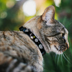 Star Wars breakaway cat collar black polyester webbing detailing Death Star graphics