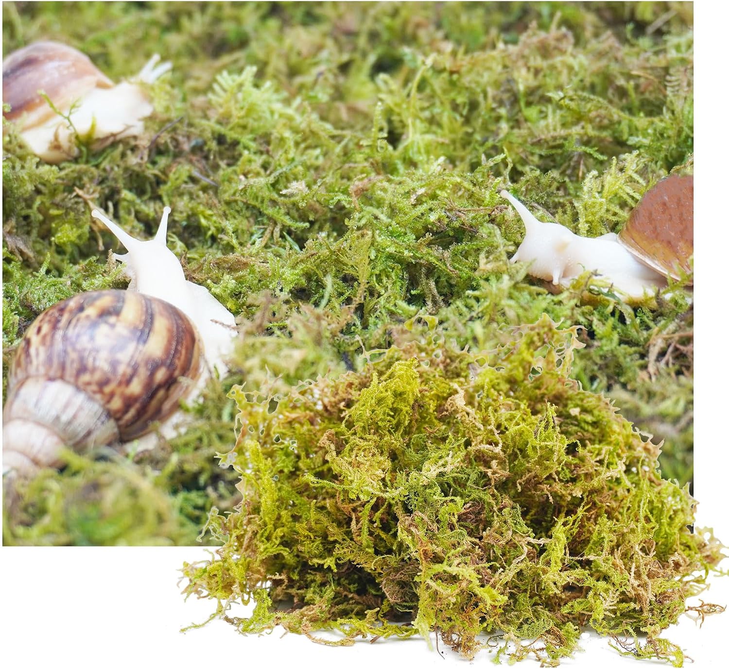 Jinymral natural moss substrate for pet snails compressed packaging front view