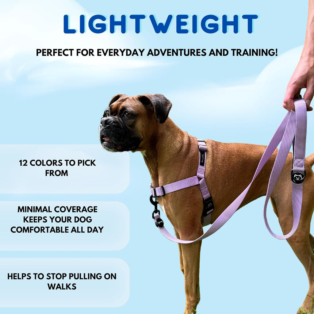 Back view of ShawnCo no-pull harness on a dog