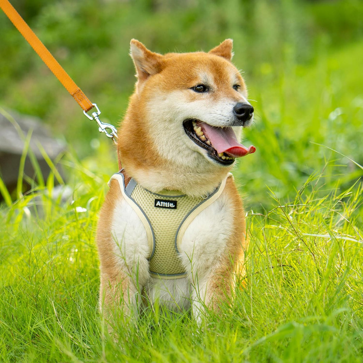 AIITLE No Pull Dog Harness and Leash Set, Step in Adjustable Dog Harness with Padded Vest for All Weather, Dog Leash with Soft Padded Handle, Easy to Put on Small and Medium Dogs Beige S - Image 9