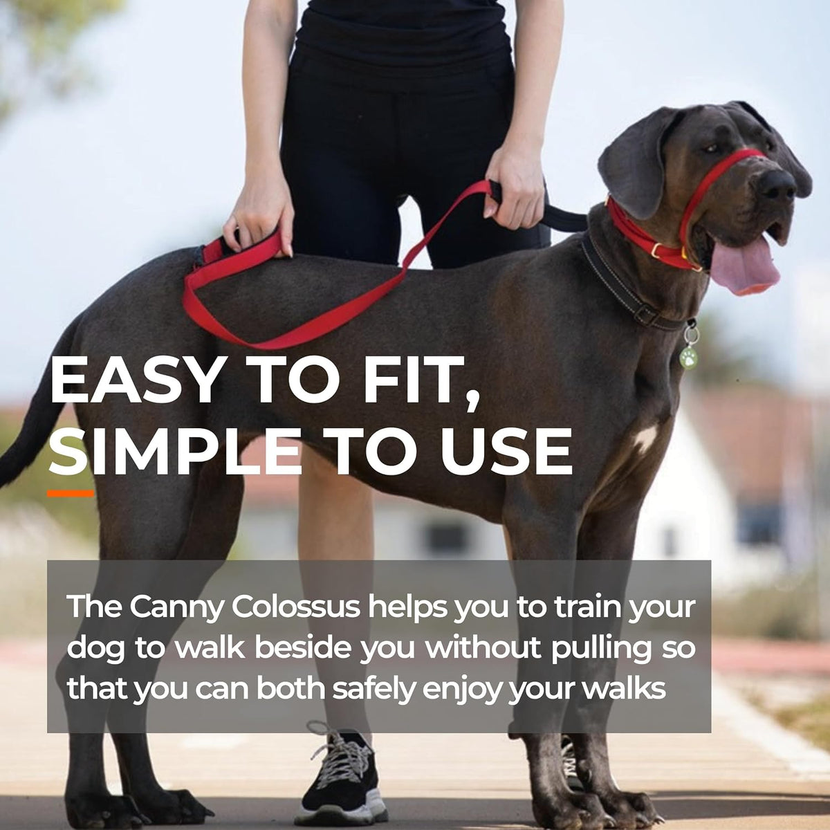 Canny Colossus adjustable dog training head collar on giant breed