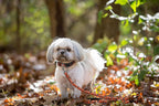 Pets First Philadelphia Flyers dog and cat leash side angle