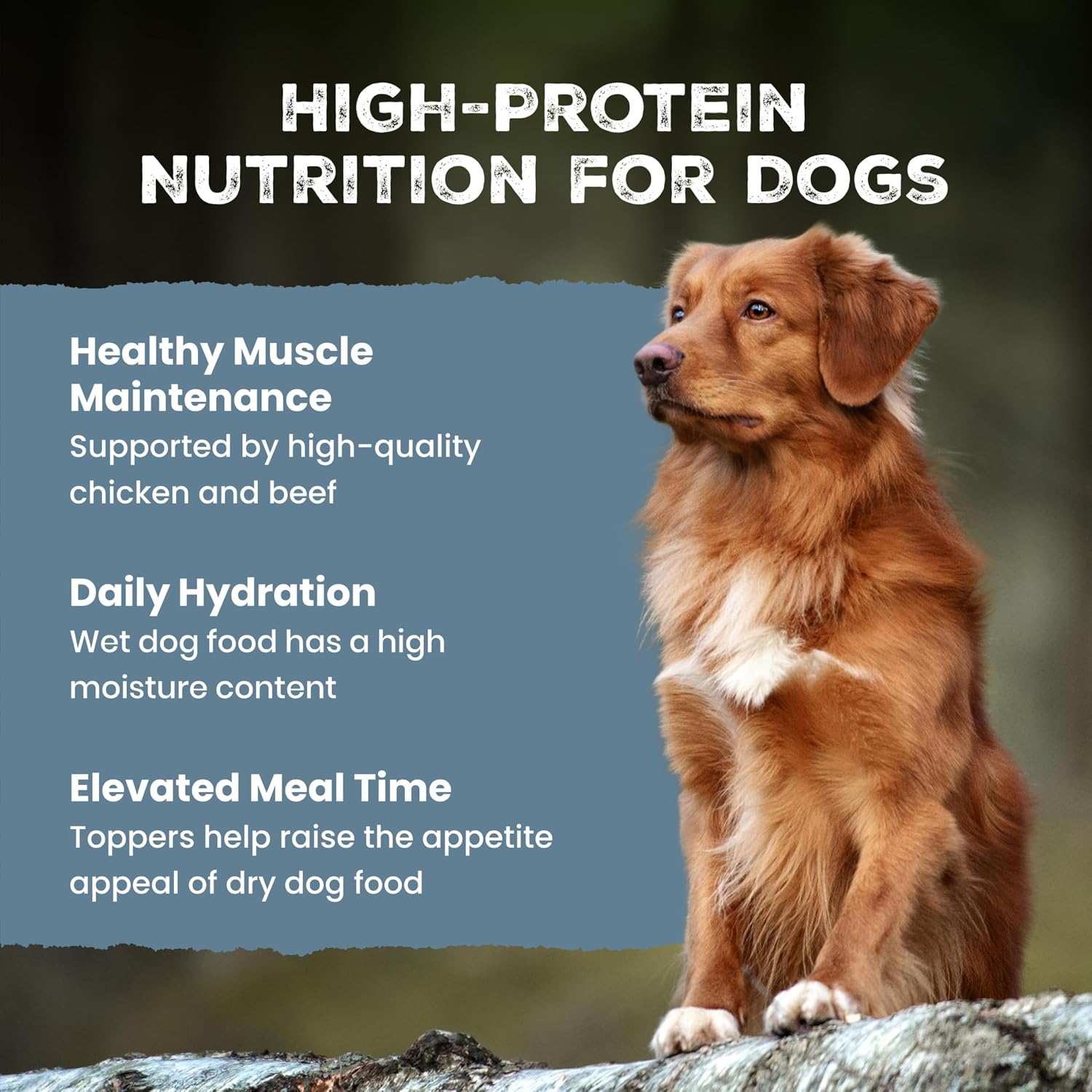 Grain free wet dog food toppers for picky eaters