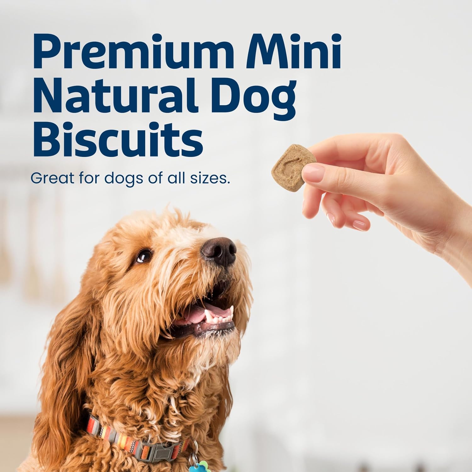 Oven baked apple and yogurt dog biscuits showing miniature bite sized shapes for small dogs.