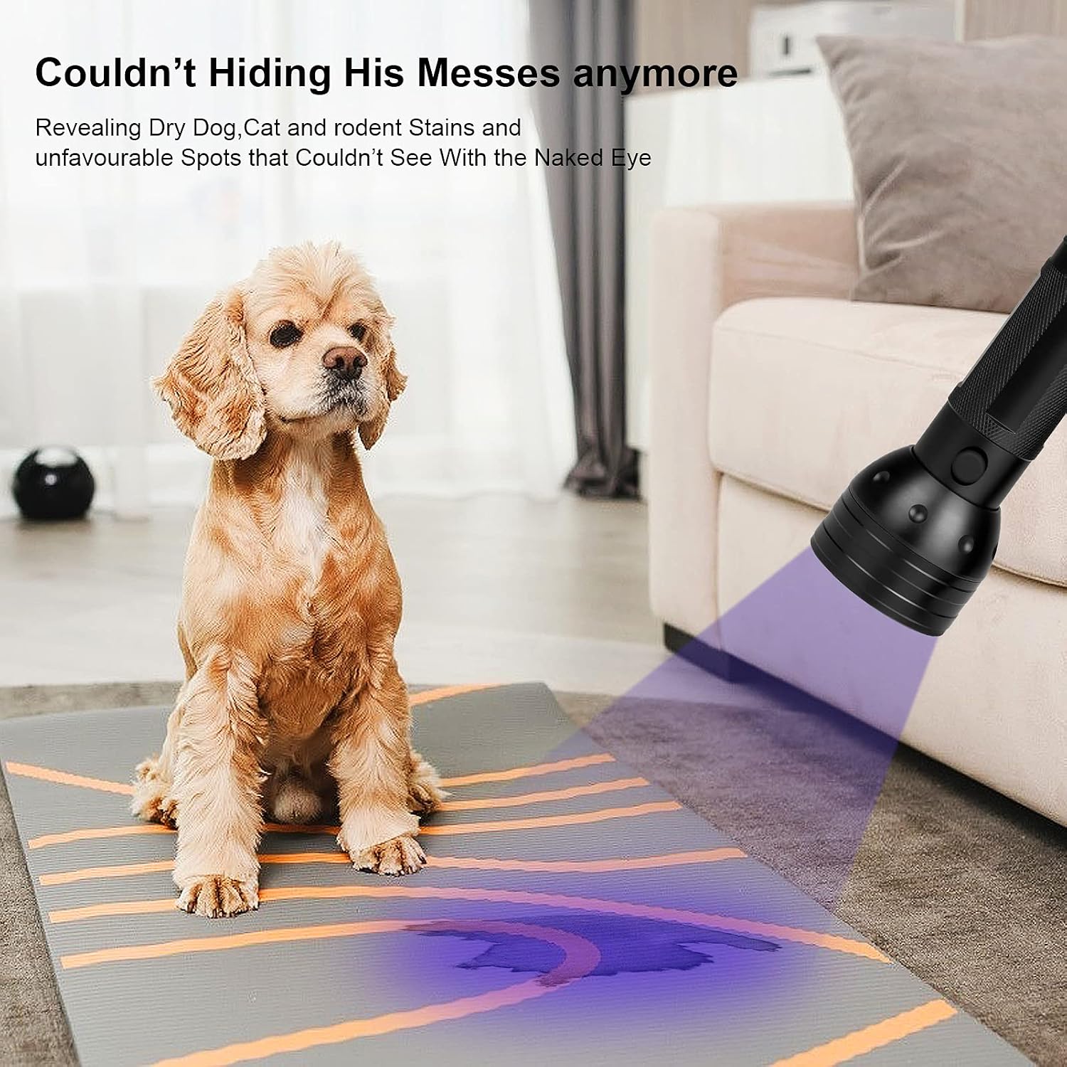 Whaply ultraviolet pet urine detector illuminating dry stains on a living room carpet.