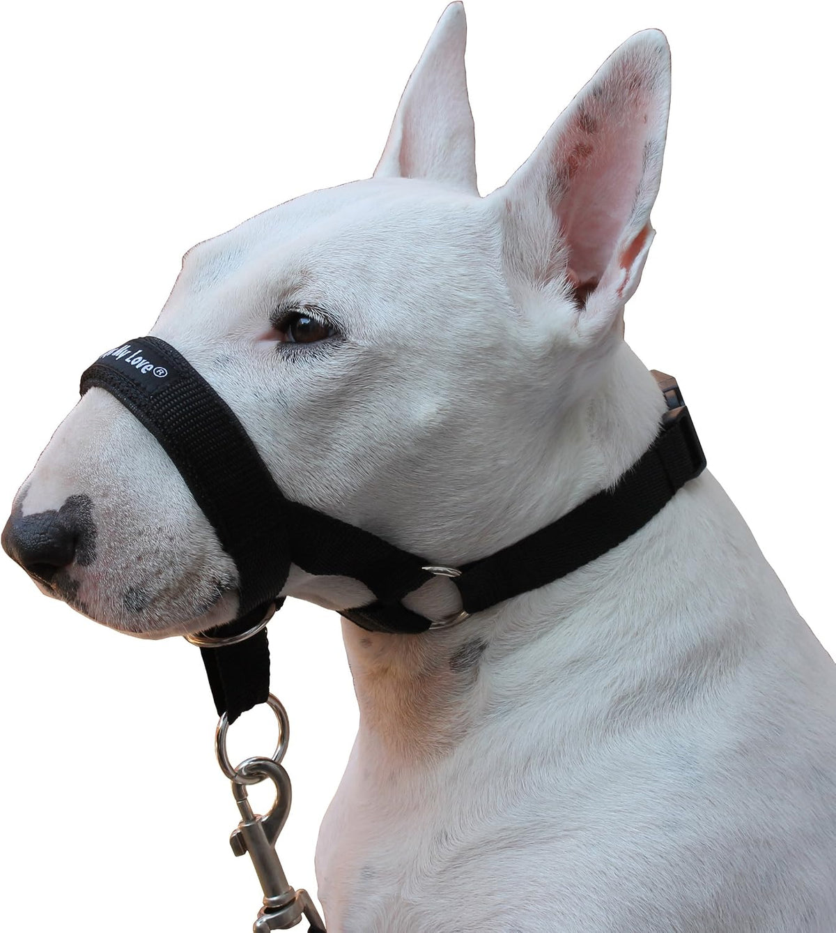 Adjustable no pull nylon dog halter training leash attachment detail