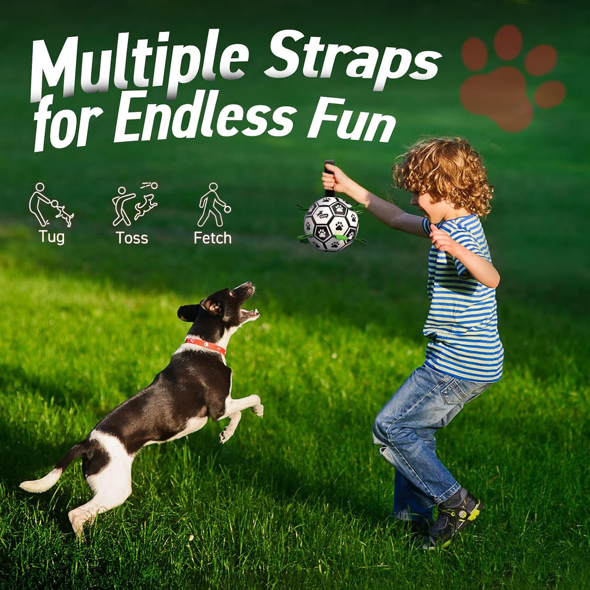 Small dog running with Qdan interactive ball