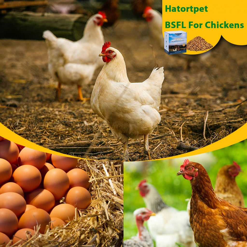 Hatortpet dried black soldier fly larvae for poultry feeding