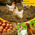 Hatortpet dried black soldier fly larvae for poultry feeding