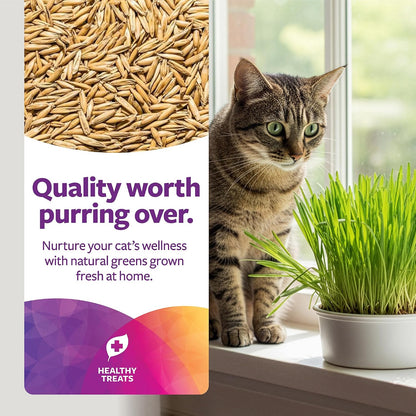 All-in-one organic oat grass seed and soil container setup guide.