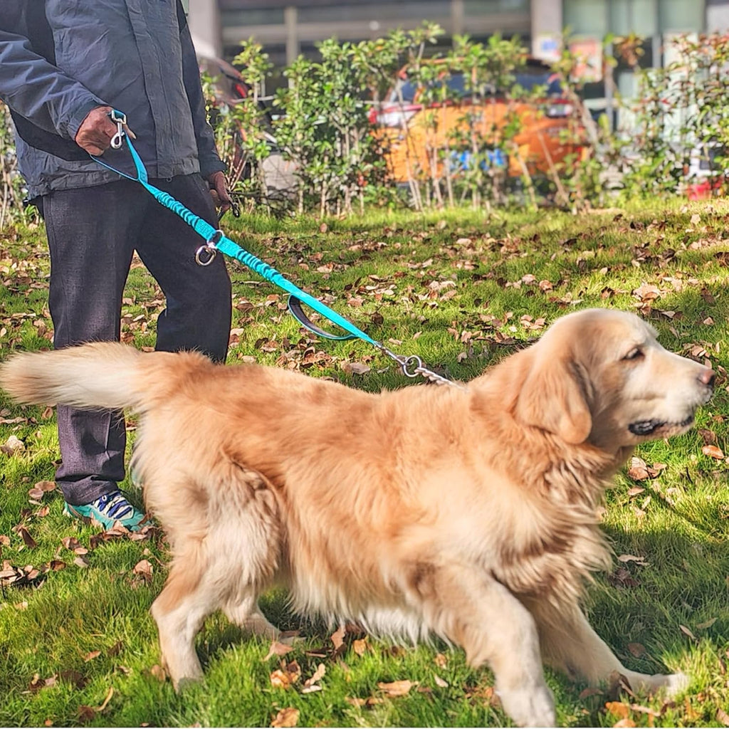 Two large dogs walking side by side attached to the heavy duty Mycicy splitter extension.