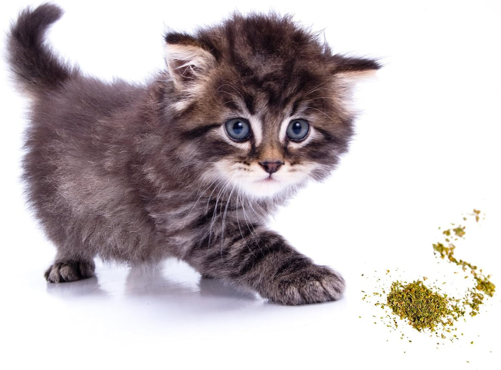 Purple Haze organic catnip jar ingredients and details
