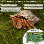 Hydrated ZeeDix reptile moss bedding expanding in a clean container.