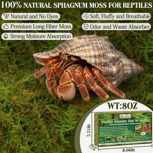 Hydrated ZeeDix reptile moss bedding expanding in a clean container.