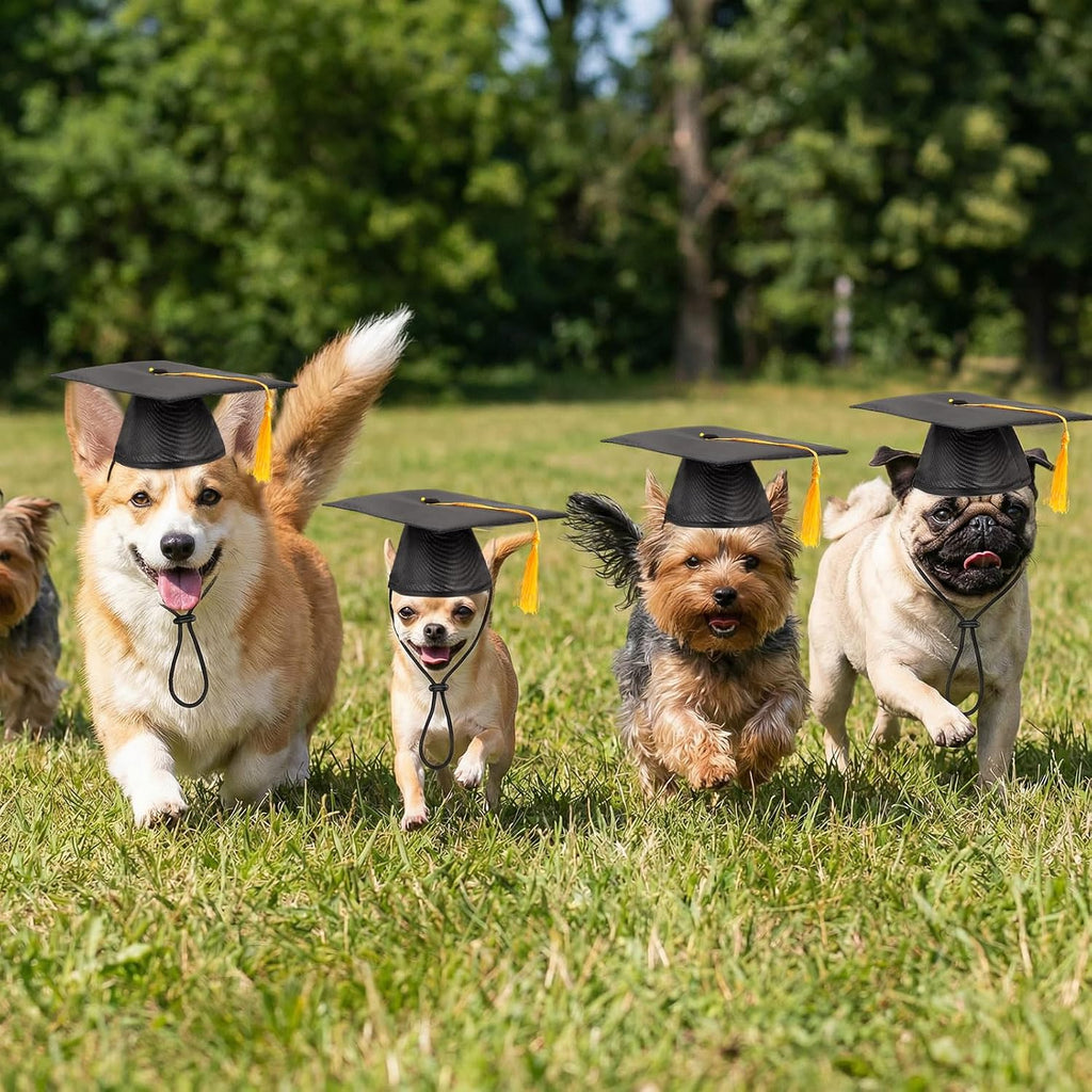 Side profile of a pet wearing a black polyester graduation hat